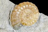 Two Fossil Ammonites (Promicroceras) - Lyme Regis #166650-2